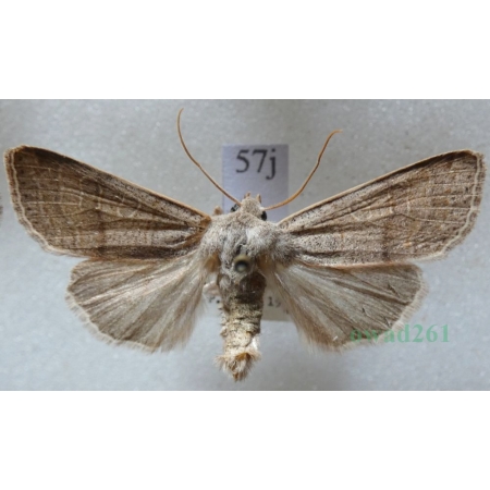 Agrochola humilis (Denis & Schiffermüller, 1775) Czech57j